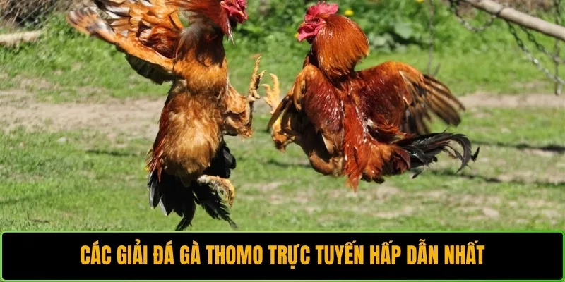 Các giải đá gà Thomo trực tuyến hấp dẫn nhất