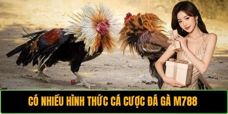 Có nhiều hình thức cá cược đá gà M788 để bạn lựa chọn 