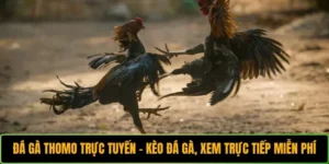 Đá gà Thomo trực tuyến