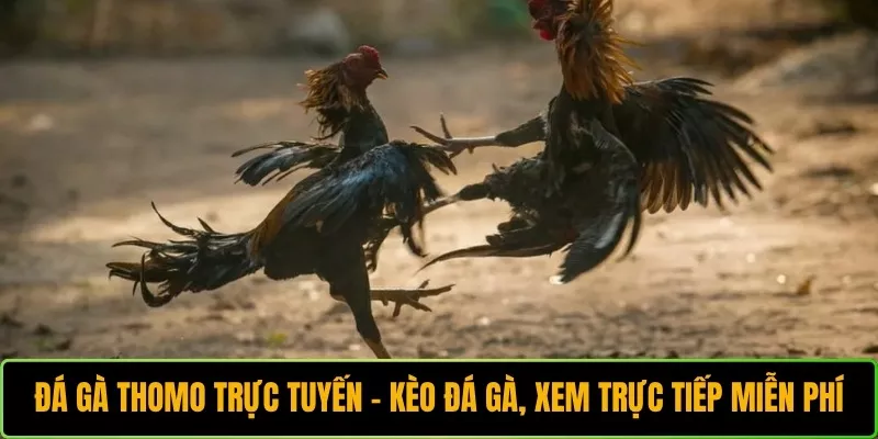 Đá gà Thomo trực tuyến