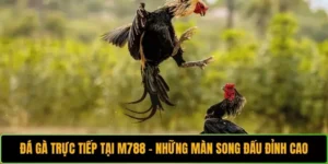 Đá Gà Trực Tiếp Tại M788