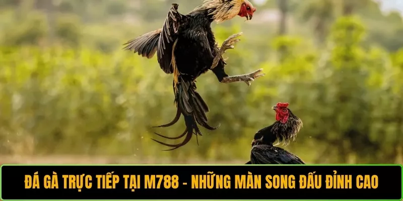 Đá Gà Trực Tiếp Tại M788