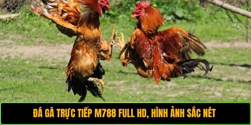 Đá gà trực tiếp M788 full hd, hình ảnh sắc nét 