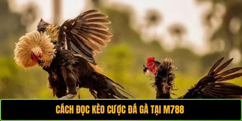 Cách đọc kèo cược đá gà tại M788 