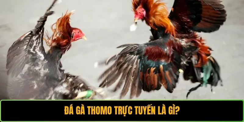 Đá gà Thomo trực tuyến là gì?