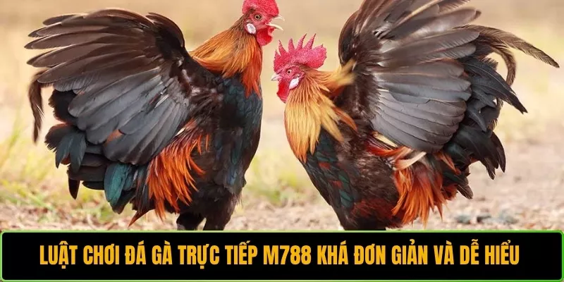 Luật chơi đá gà trực tiếp M788 khá đơn giản và dễ hiểu 