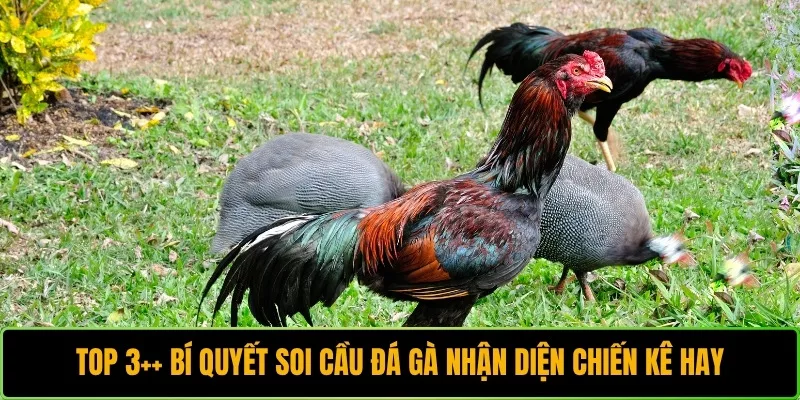 soi cầu đá gà