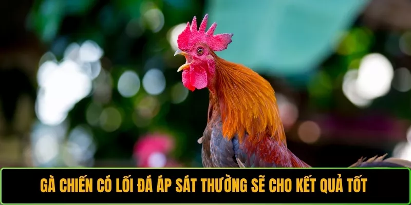 Gà chiến có lối đá áp sát thường sẽ cho kết quả tốt 