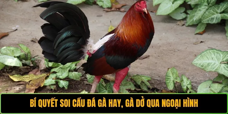 Bí quyết soi cầu đá gà hay, gà dở qua ngoại hình