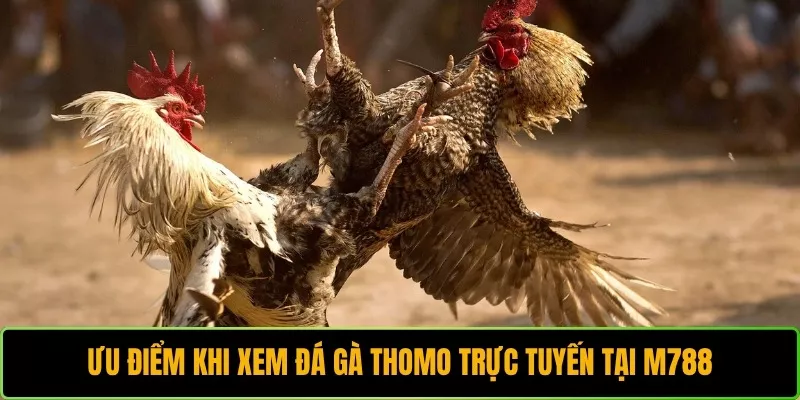 Ưu điểm khi xem đá gà Thomo trực tuyến tại M788